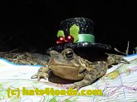 /home//u458753944/public_html/sourcegallery//Roxborough Toad Detour/2013-2019/2017/P4120679.JPG